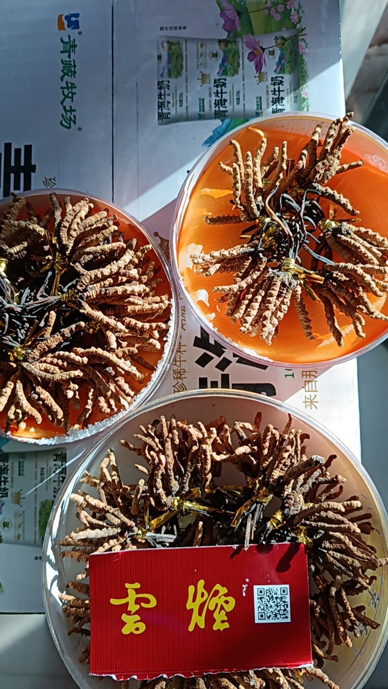 精品冬虫夏草/青海冬虫夏草/产地直发/老板热情
