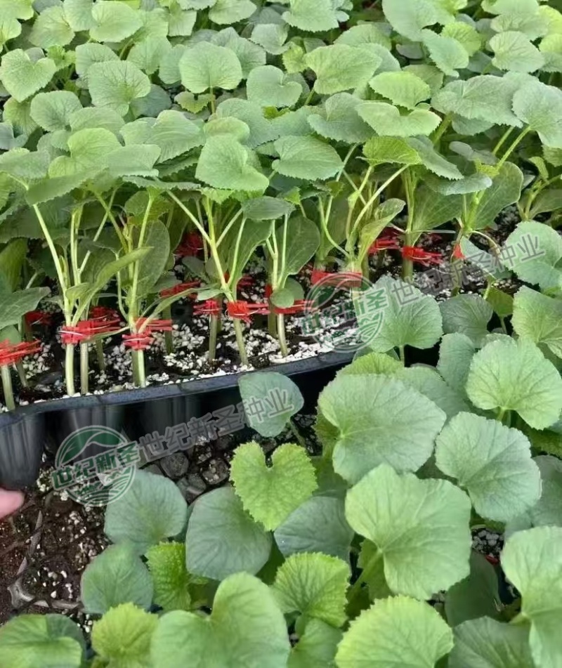 嫁接绿萼长茄苗茄子苗耐运输光泽度好抗病性强适应性广基地直
