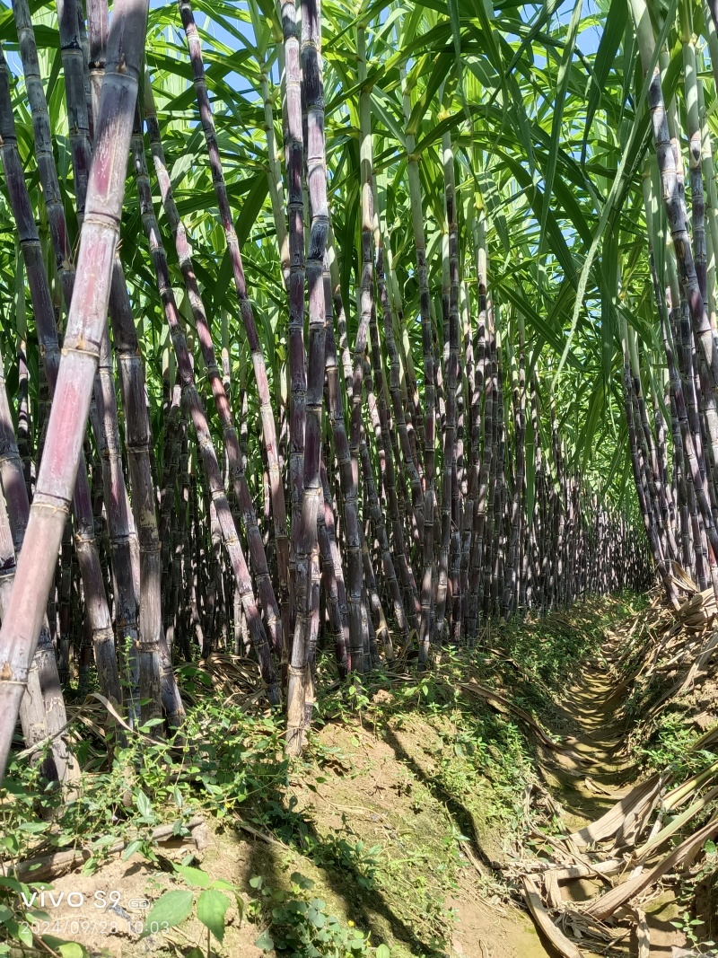 黑皮甘蔗产地直销一手货源批发，口感脆甜，皮薄汁多