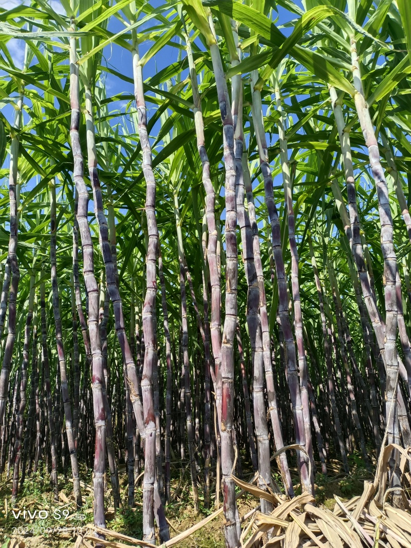黑皮甘蔗产地直销一手货源批发，口感脆甜，皮薄汁多