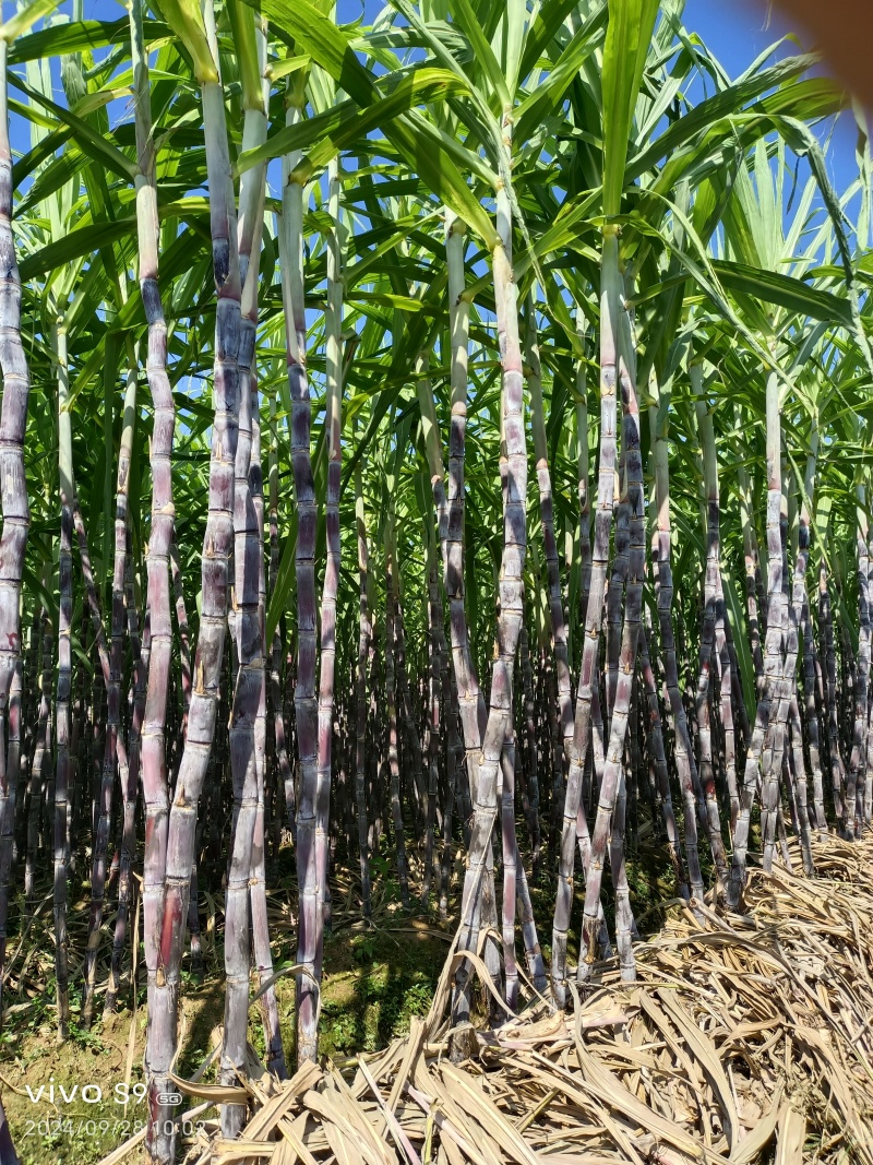 黑皮甘蔗产地直销一手货源批发，口感脆甜，皮薄汁多