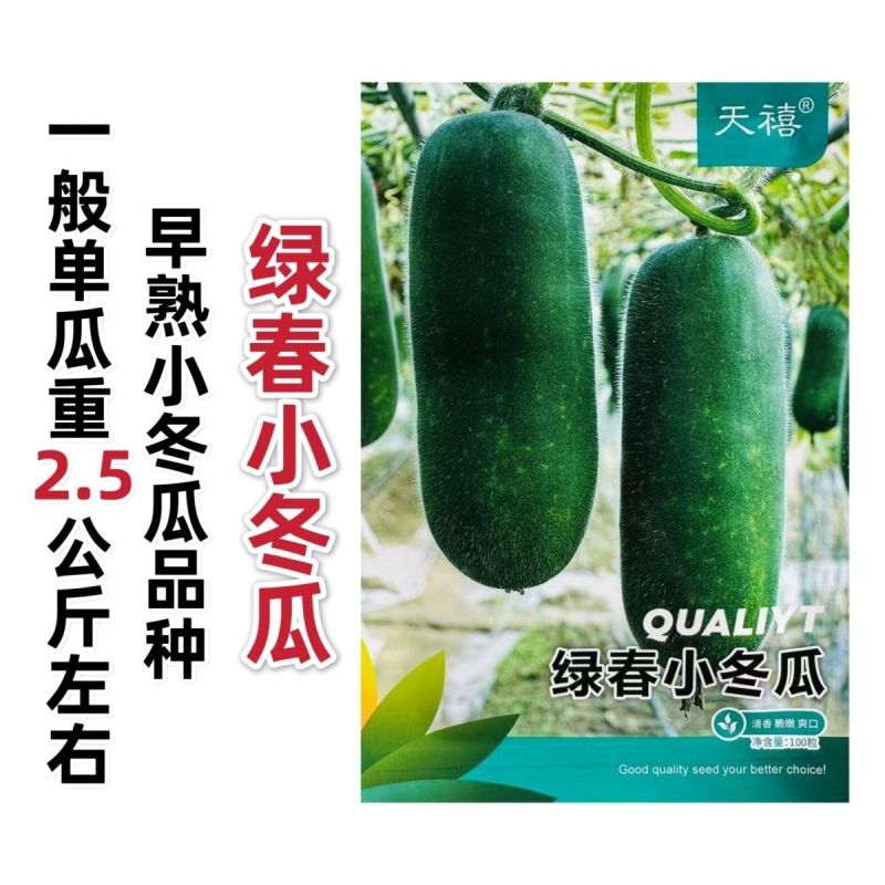 早绿小冬瓜种子绿春小冬瓜种子迷你毛瓜东瓜种籽高产四季蔬菜
