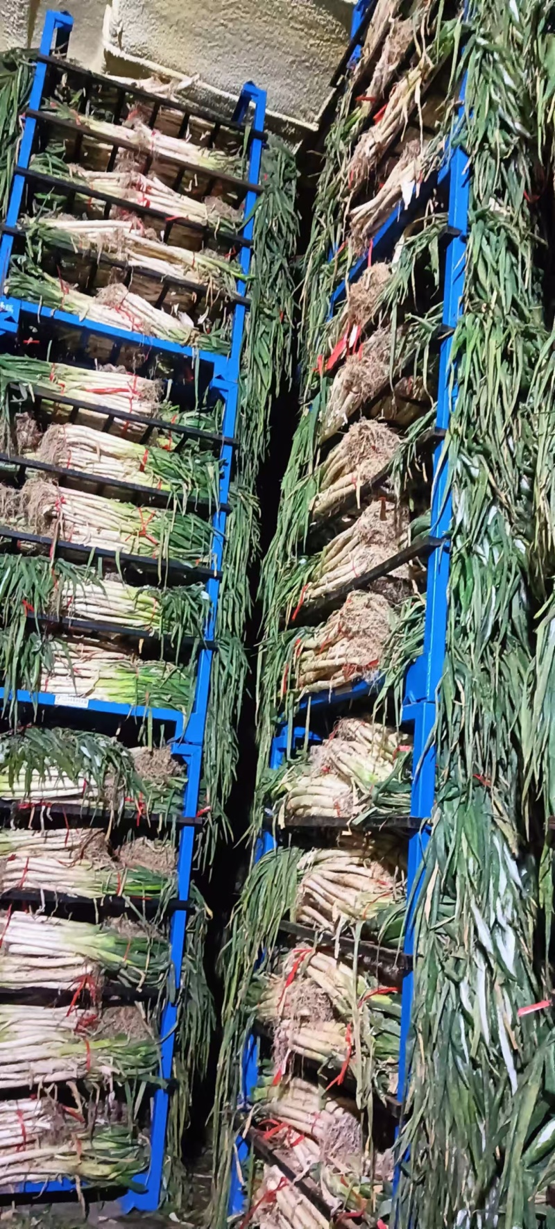 铁杆大葱，铁杆葱，大葱