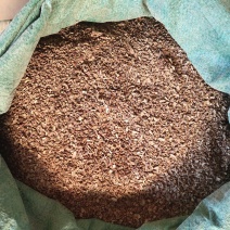 枣核粉
