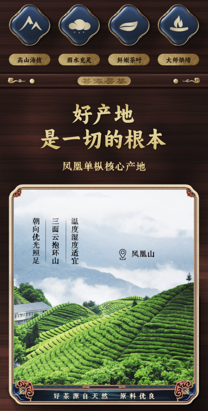 春高山老枞《鸭屎香》香气高昂茶水清甜山韵味好