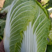 湖北精品黄心白菜，产地直发，品质保证，货量充足欢迎咨询