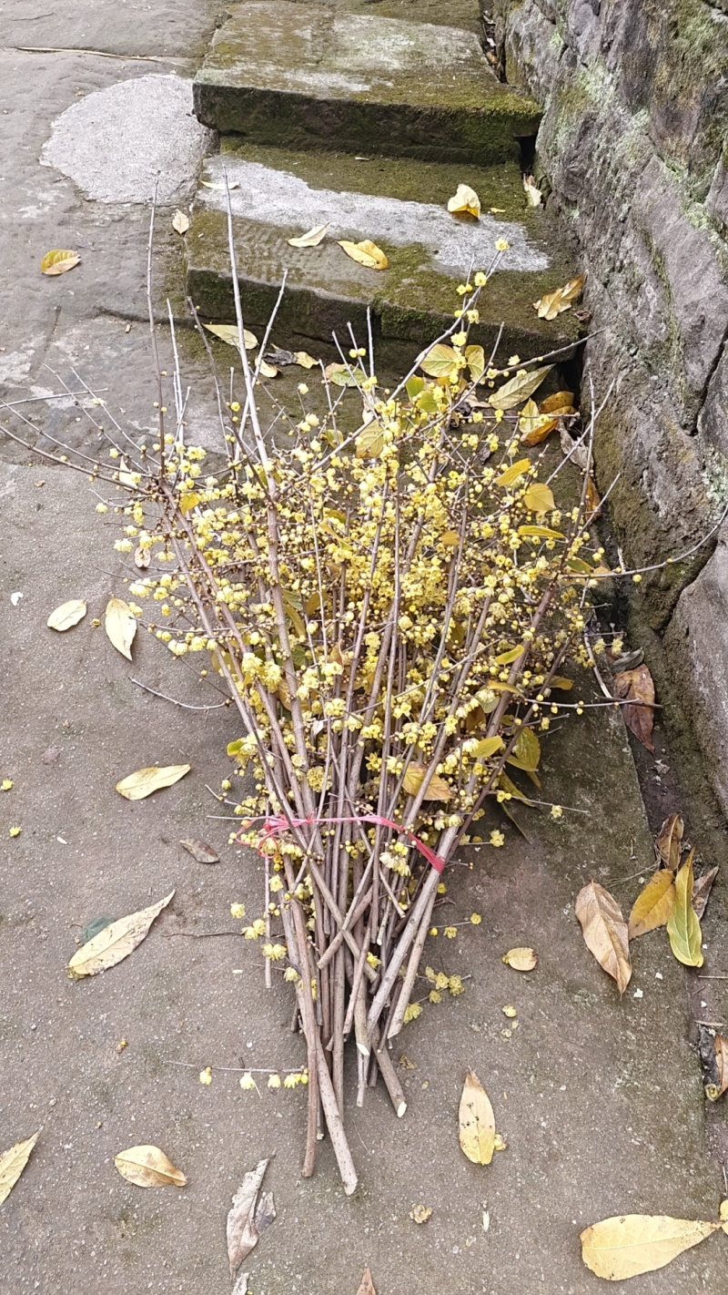 腊梅花_重庆市静观镇