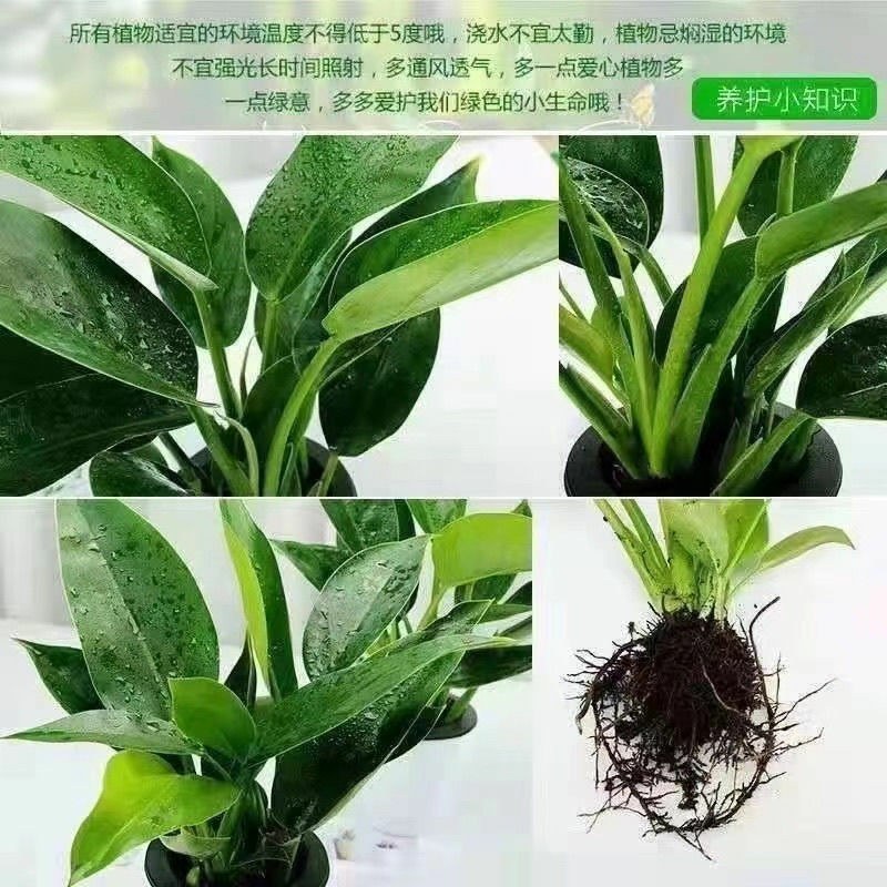 9绿公主盆栽植物金钻办公室内好养四季常青吸甲醛花卉绿植吸