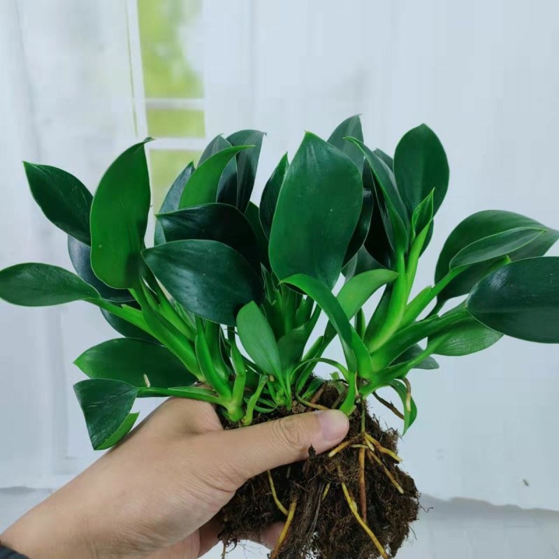 9绿公主盆栽植物金钻办公室内好养四季常青吸甲醛花卉绿植吸