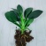 9绿公主盆栽植物金钻办公室内好养四季常青吸甲醛花卉绿植吸