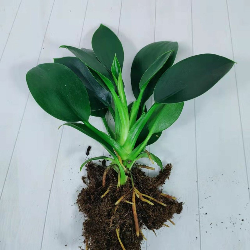 9绿公主盆栽植物金钻办公室内好养四季常青吸甲醛花卉绿植吸