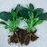 9绿公主盆栽植物金钻办公室内好养四季常青吸甲醛花卉绿植吸