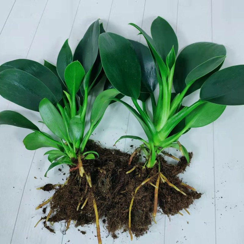 9绿公主盆栽植物金钻办公室内好养四季常青吸甲醛花卉绿植吸