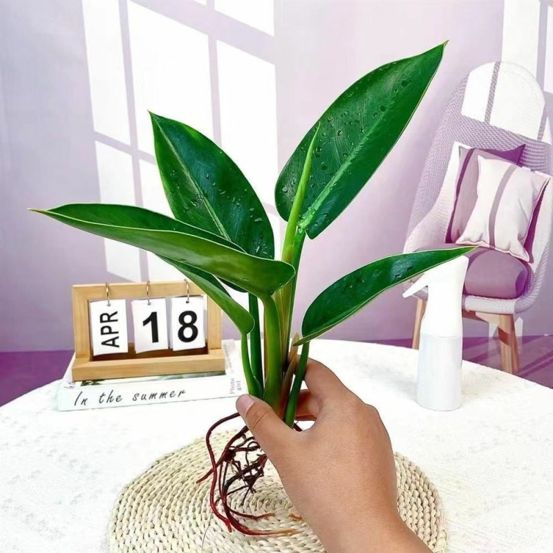 9绿公主盆栽植物金钻办公室内好养四季常青吸甲醛花卉绿植吸