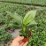 9绿公主盆栽植物金钻办公室内好养四季常青吸甲醛花卉绿植吸