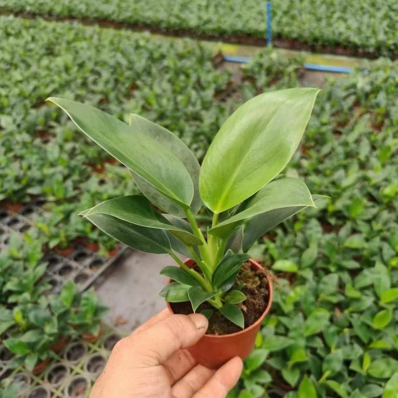 9绿公主盆栽植物金钻办公室内好养四季常青吸甲醛花卉绿植吸