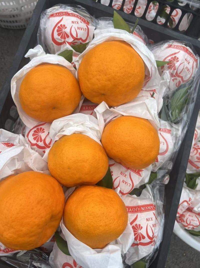 精品耙耙柑货源大量供应，四川产地直发，欢迎实地视频验货