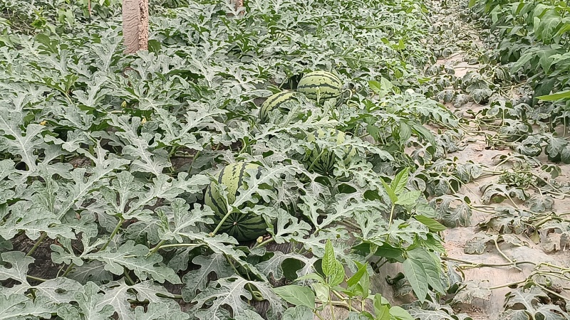 甜王西瓜，大量上市中，我处包装齐全，配车方便，产地直供
