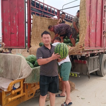 西瓜，甜王西瓜产地直供，各种包装齐全，发往全国各地