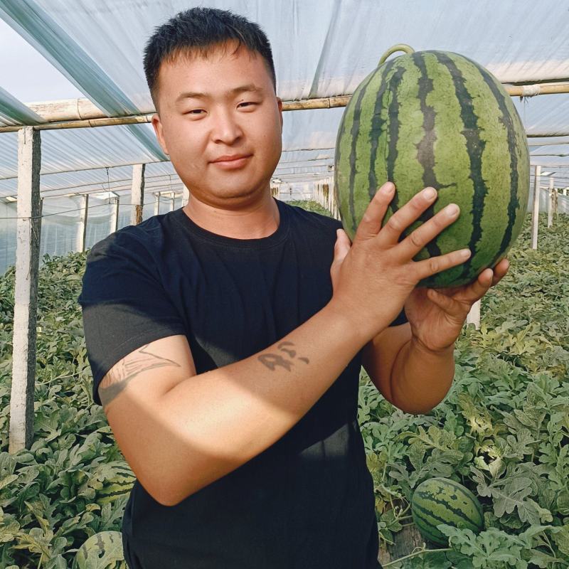 甜王西瓜，山东甜王，支持视频看货，全国代发