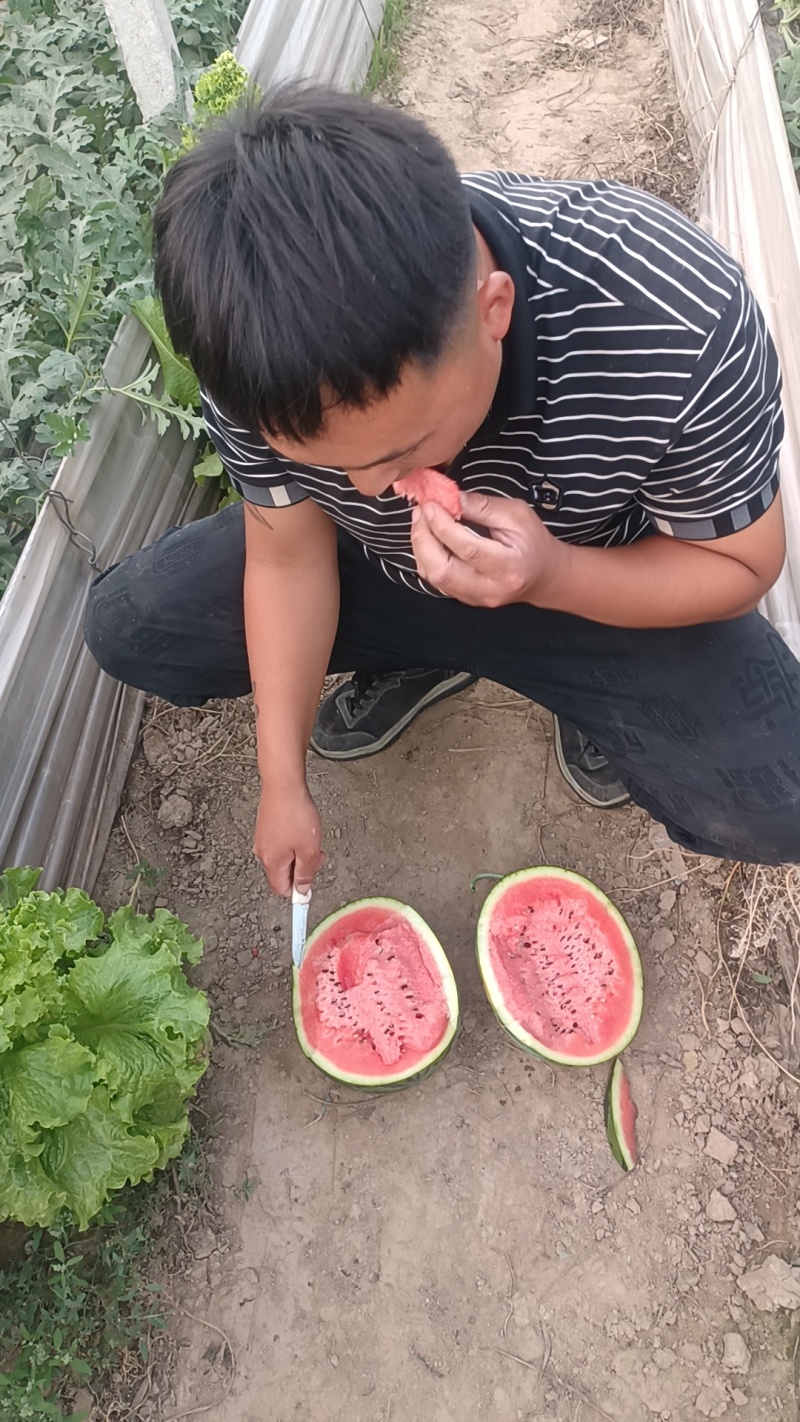 甜王西瓜，山东甜王，支持视频看货，全国代发