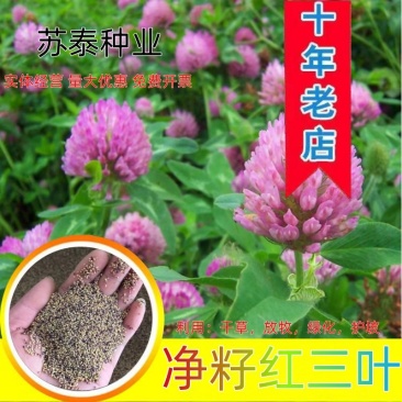 净籽护坡固土红三叶草种子红花三叶草种籽四季常青绿化白三叶