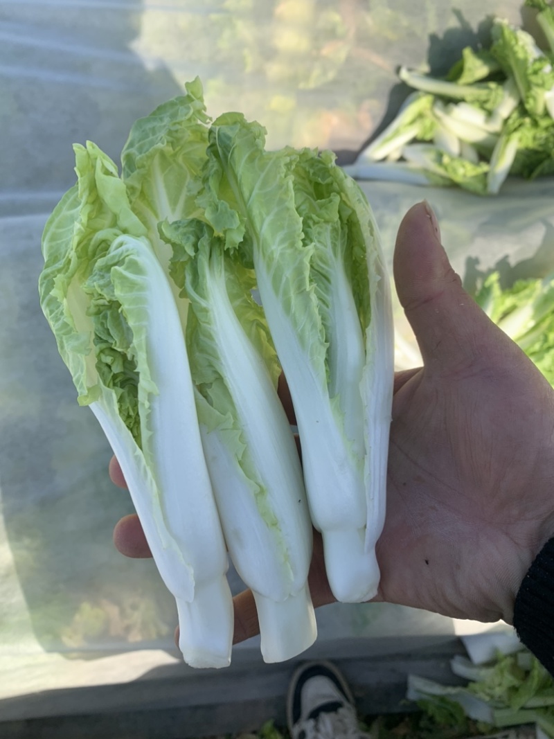 2015年精品毛白菜苔芽白苔