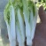 2015年精品毛白菜苔芽白苔