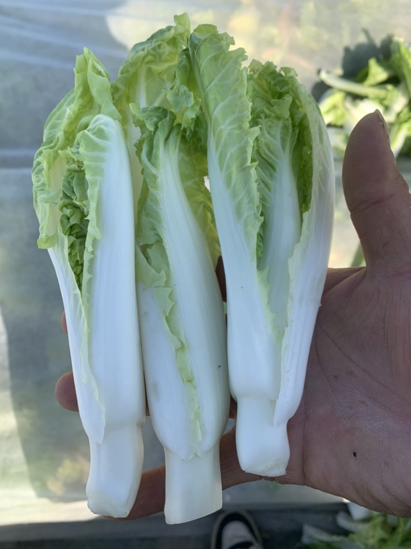 2015年精品毛白菜苔芽白苔