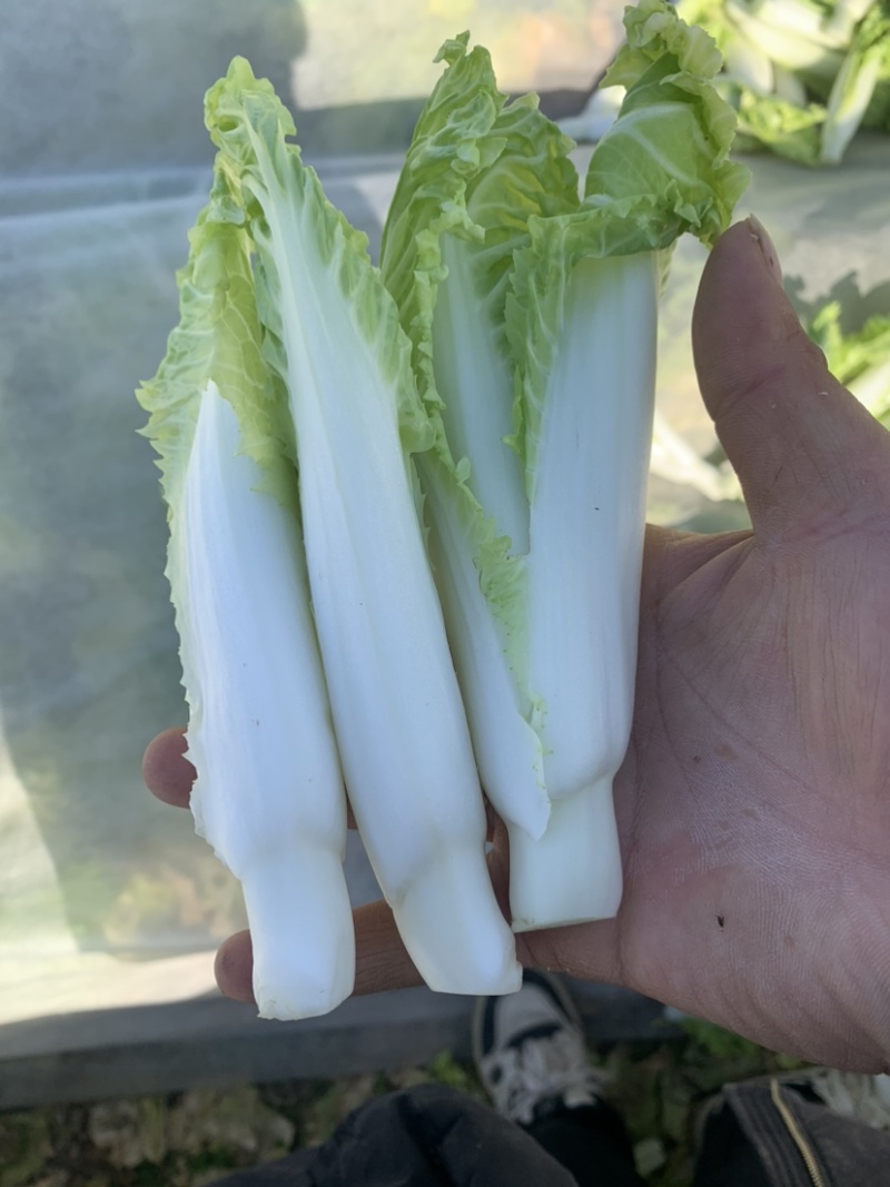 2015年精品毛白菜苔芽白苔