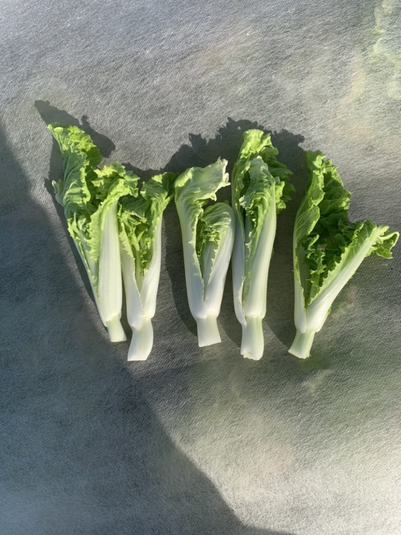 2015年精品毛白菜苔芽白苔