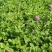 净籽护坡固土红三叶草种子红花三叶草种籽四季常青绿化白三叶