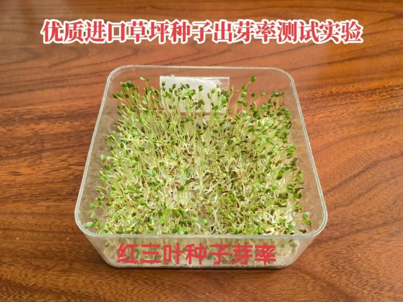净籽护坡固土红三叶草种子红花三叶草种籽四季常青绿化白三叶
