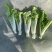2015年精品毛白菜苔芽白苔