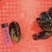 鲜活海虹青口贝水产批发海虹鲜活贝类秦皇岛直发