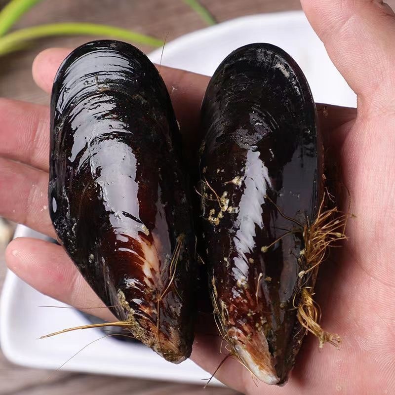 鲜活海虹青口贝水产批发海虹鲜活贝类秦皇岛直发