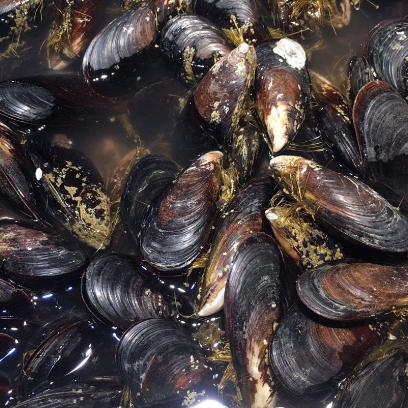 鲜活海虹青口贝水产批发海虹鲜活贝类秦皇岛直发