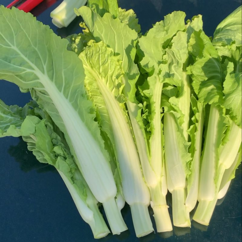2015年精品菜苔白菜苔毛白菜苔芽白苔