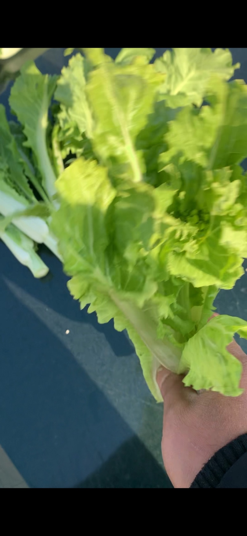 2015年精品菜苔白菜苔毛白菜苔芽白苔