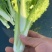 2015年精品菜苔白菜苔毛白菜苔芽白苔
