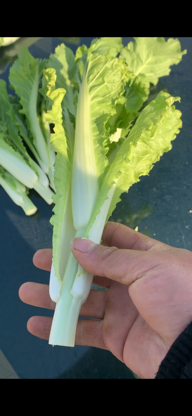 2015年精品菜苔白菜苔毛白菜苔芽白苔