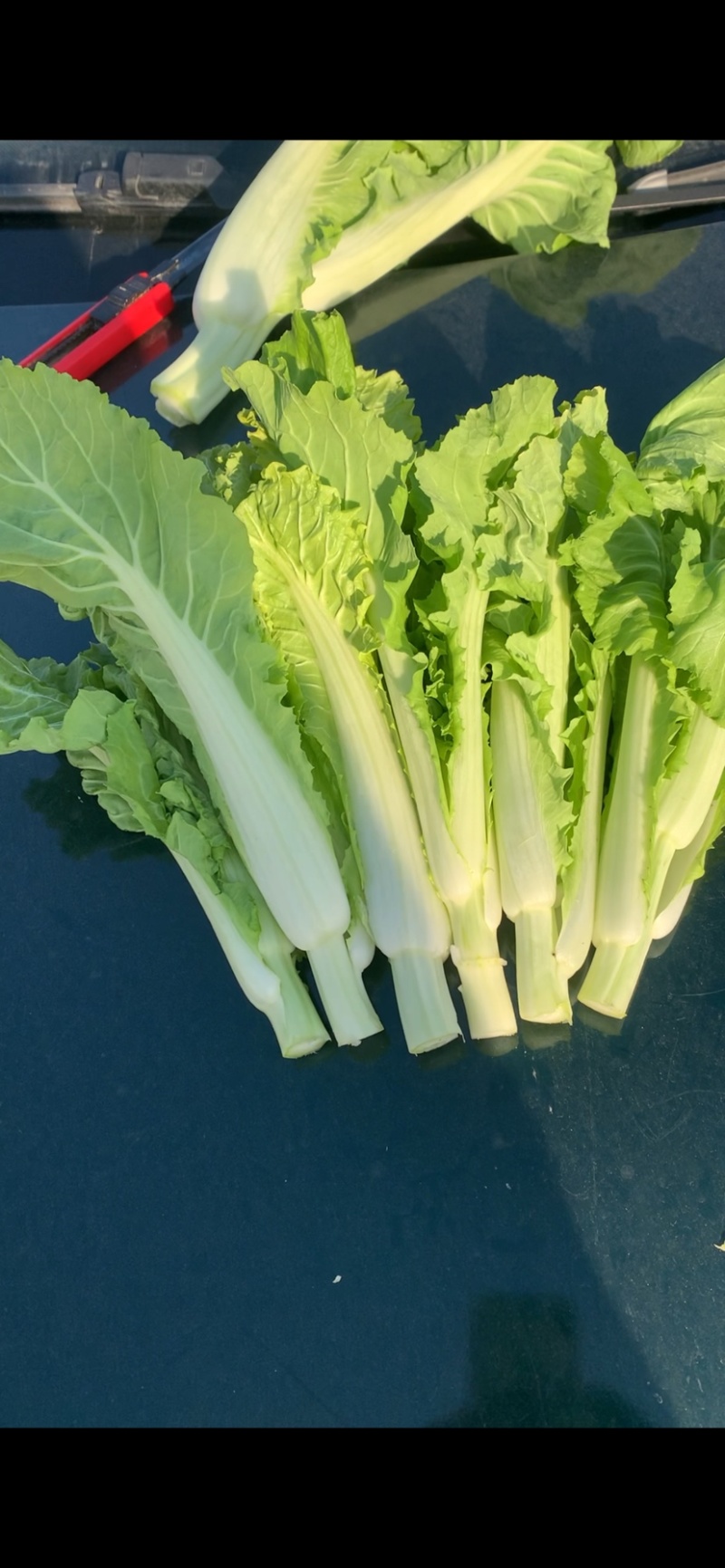 2015年精品菜苔白菜苔毛白菜苔芽白苔