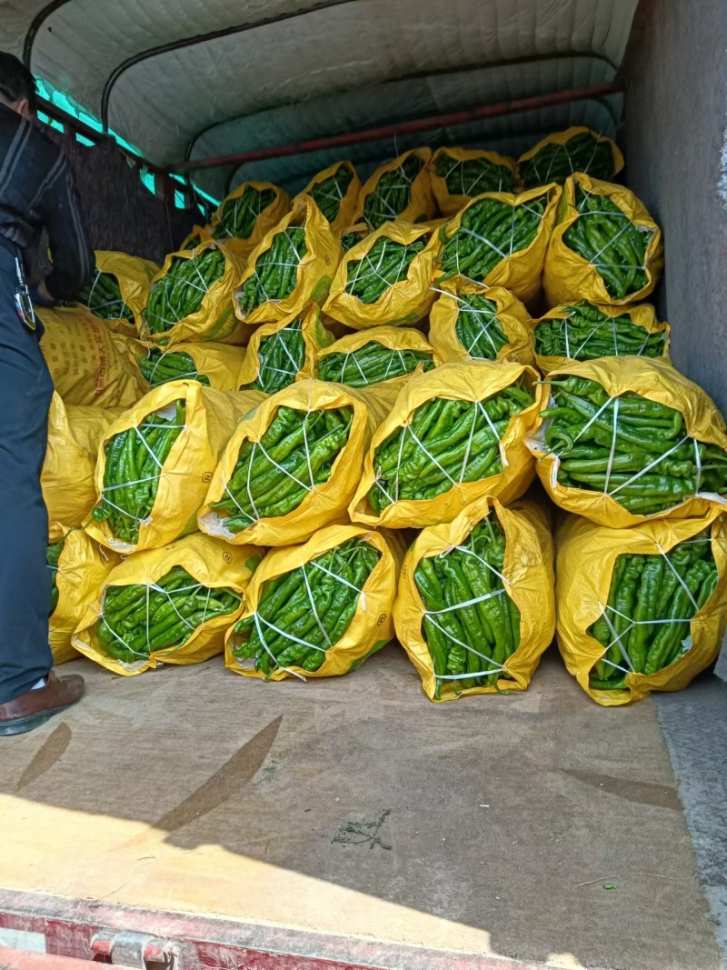 （热卖推荐）精品陇椒/螺丝椒/甘肃鲜辣椒/全国批发供应