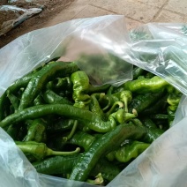 （热卖推荐）精品陇椒/螺丝椒/甘肃鲜辣椒/全国批发供应
