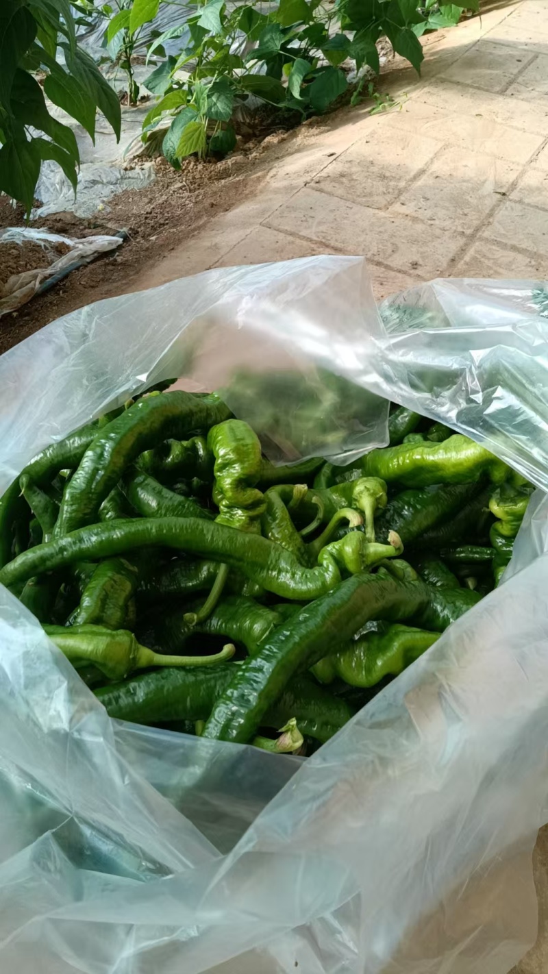 （热卖推荐）精品陇椒/螺丝椒/甘肃鲜辣椒/全国批发供应