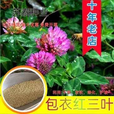 包衣红三叶草种子四季多年生种籽果园林绿化阳台庭院