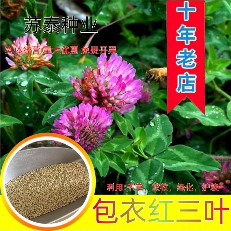 包衣红三叶草种子四季多年生种籽果园林绿化阳台庭院