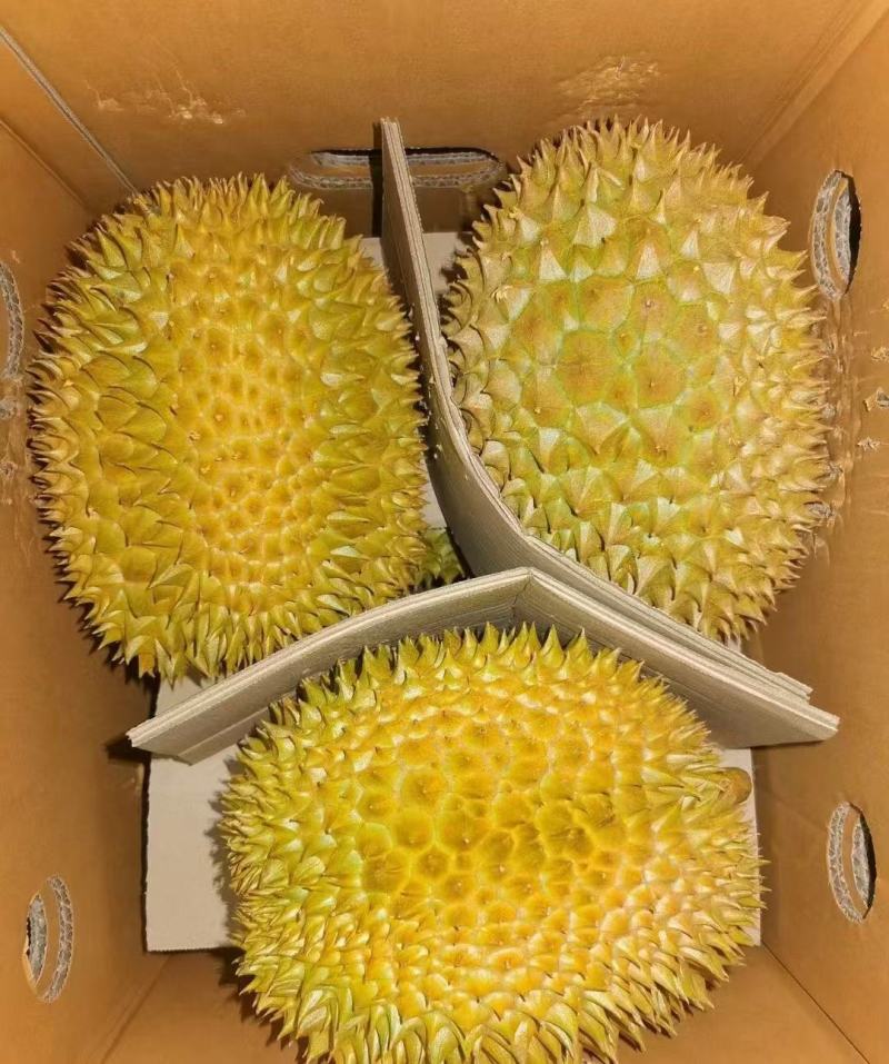 金枕榴莲一手货源批发市场，a果保5房，坏果包赔，货到付款