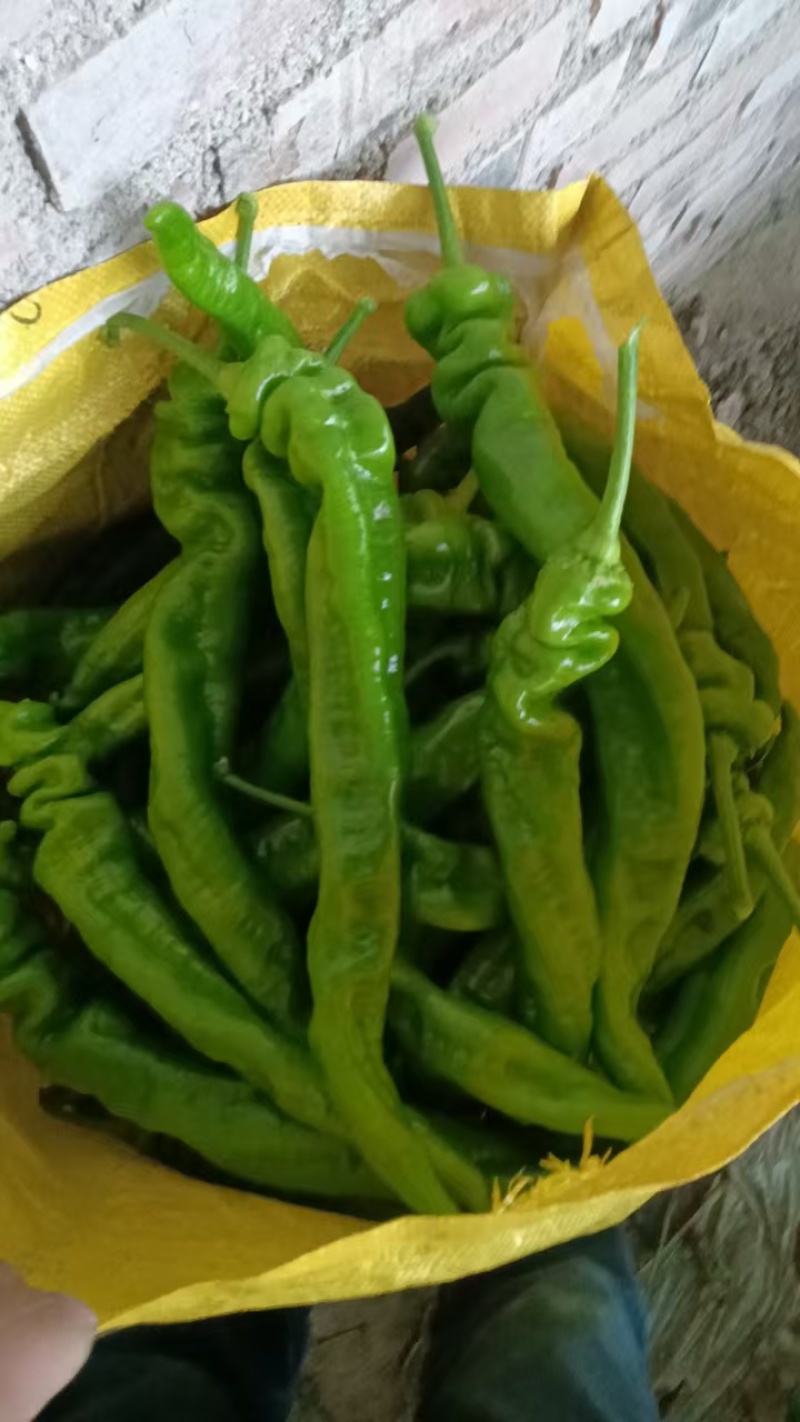 （热卖推荐）精品陇椒/螺丝椒/甘肃鲜辣椒/全国批发供应