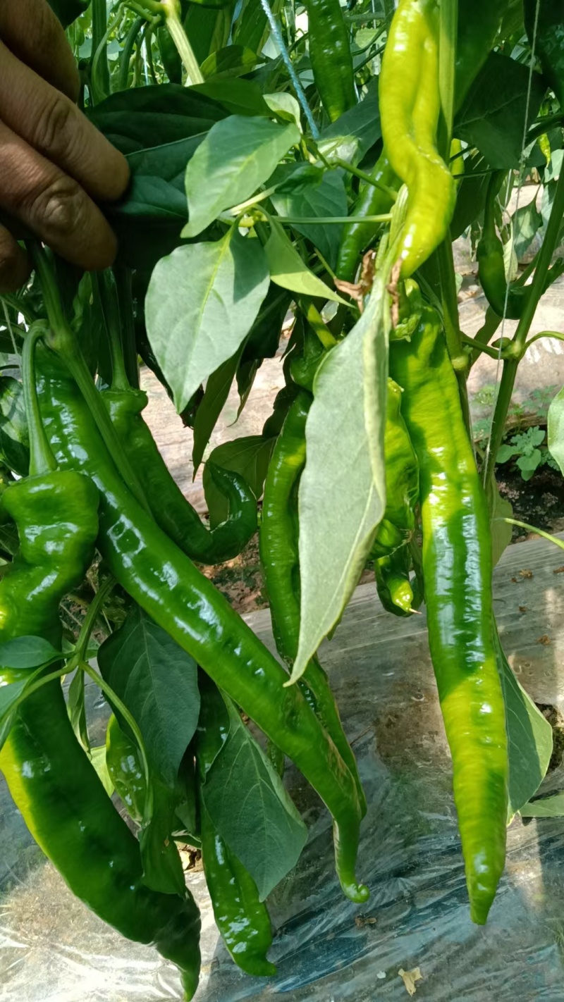 （热卖推荐）精品陇椒/螺丝椒/甘肃鲜辣椒/全国批发供应